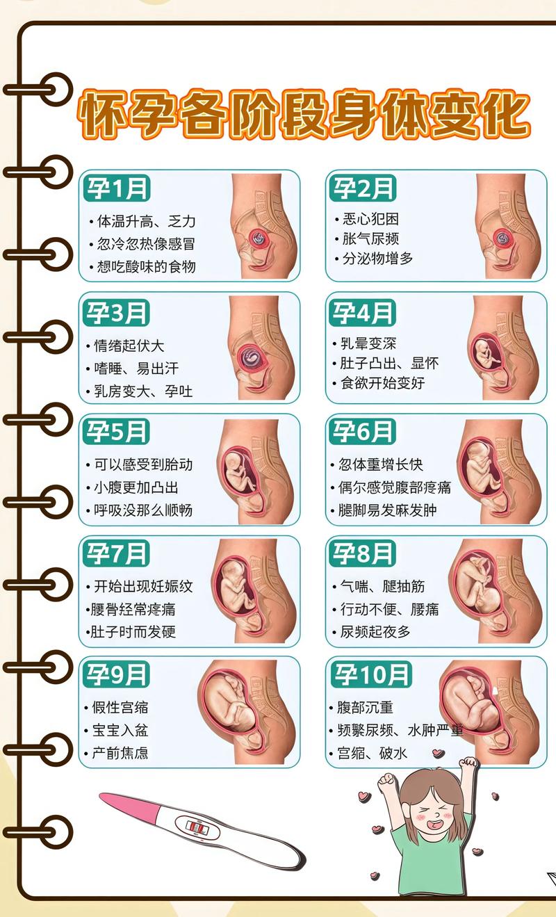 揭秘供卵代孕妈妈怀孕小腹分两节，孕期变化的奥秘北辰代生机构: